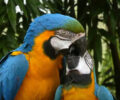 Do Parrots Mate for Life