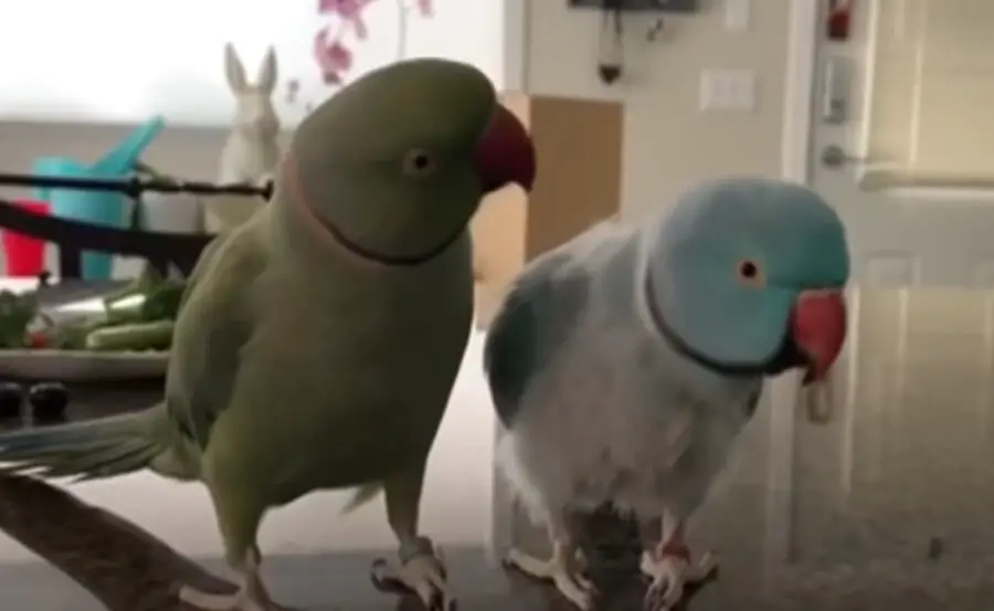 Do Parrots Puff Up To Attract Mates