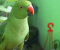 Parrot Puffs Up