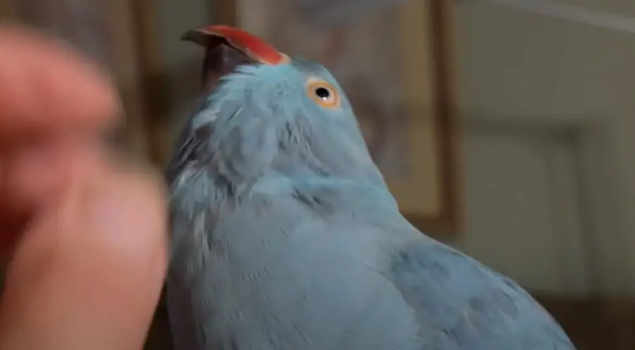 Why Do Parrots Eyes Dilate