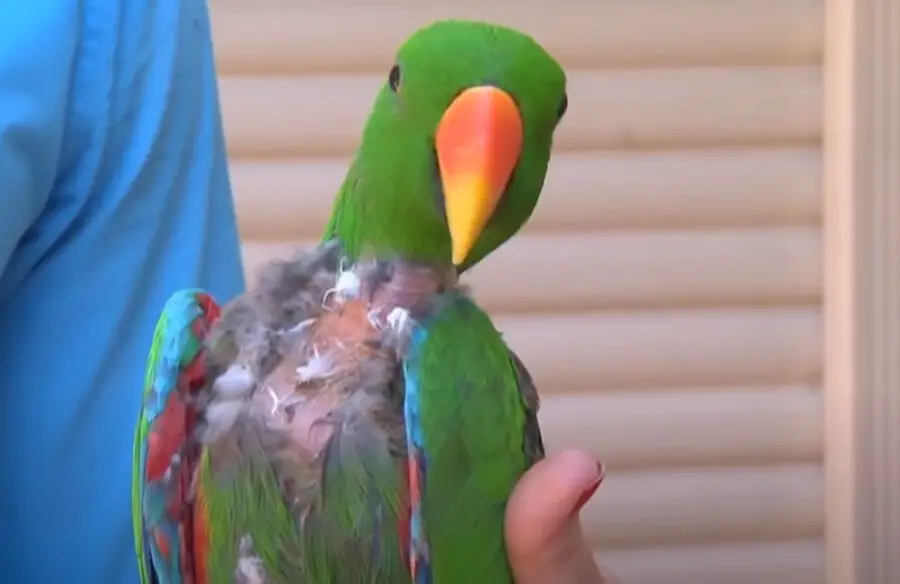 Why Do Parrots Pluck Their Feathers