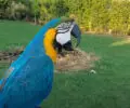 Why Do Parrots Scream