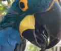 do parrots need their beaks trimmed