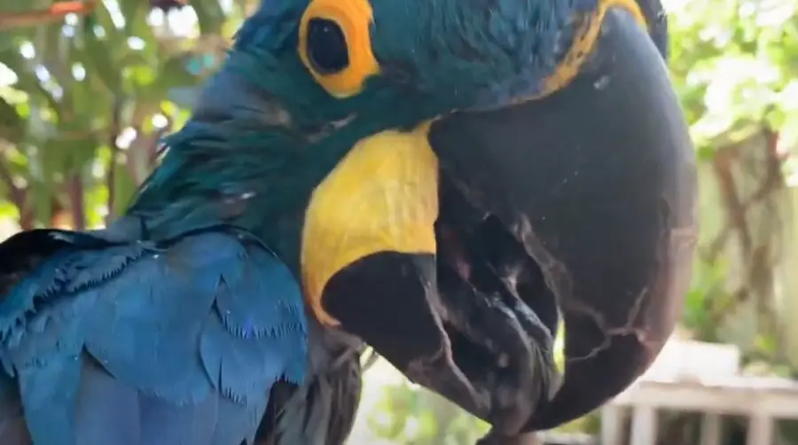 do parrots need their beaks trimmed